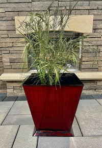 Planter Juli